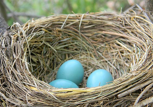 Feathering Your Nest